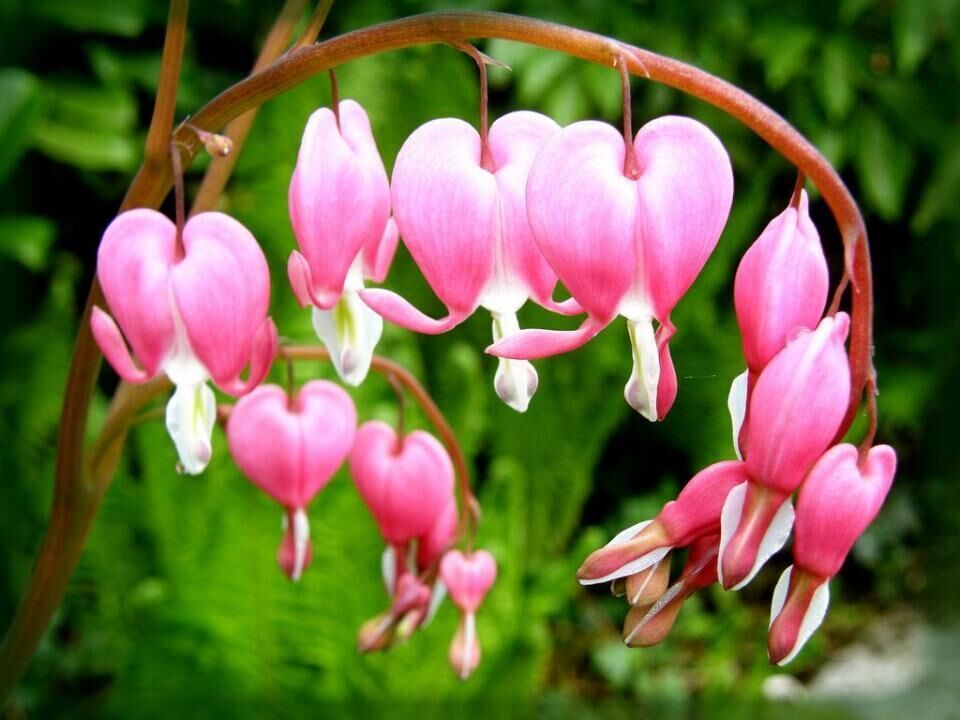 #33. Bleeding heart